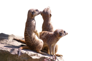 Meerkats