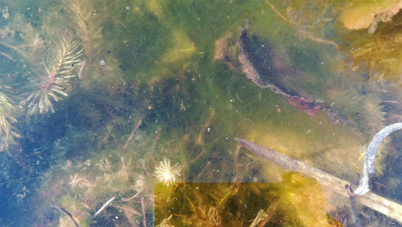 Algae Threads by studencik on DeviantArt