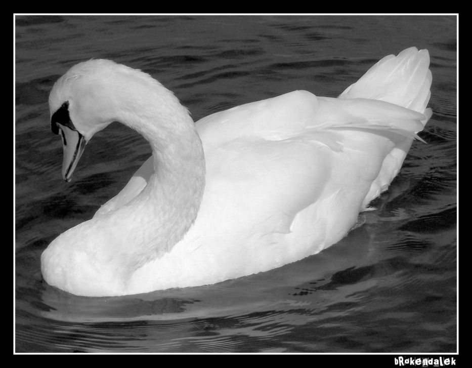 Classical Swan