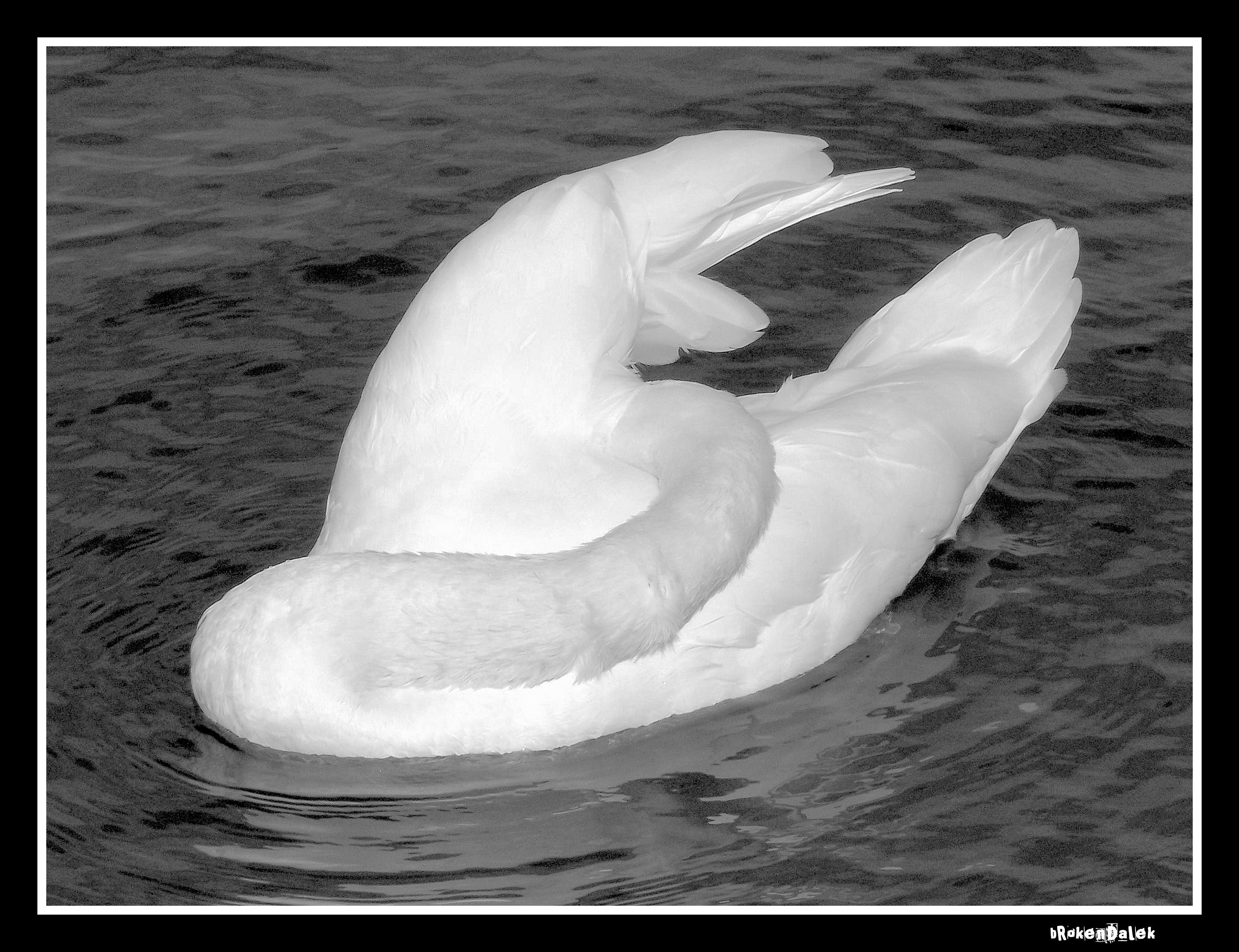 Not so Classical Swan