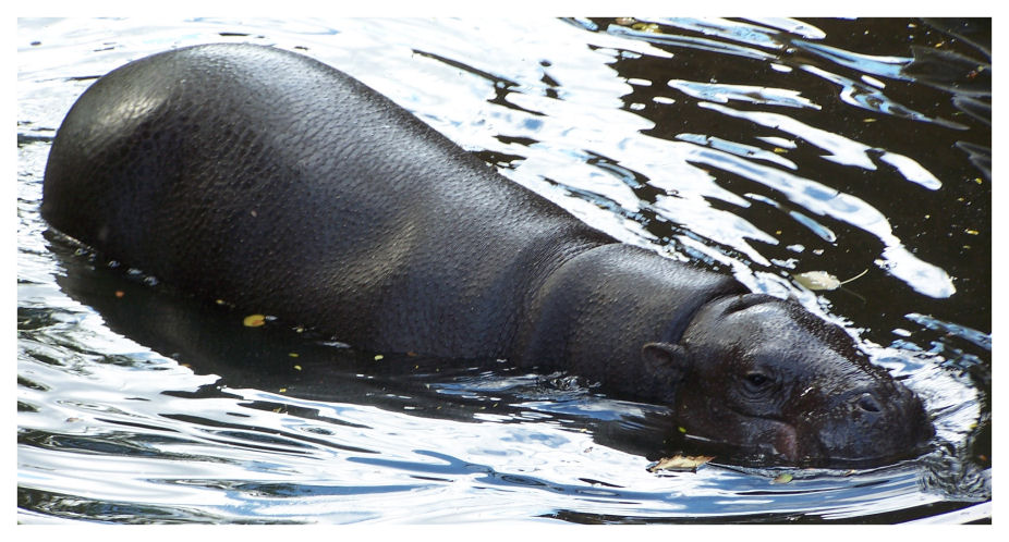 Pygmy Hippo