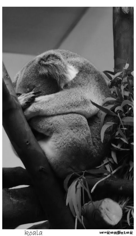 Koala