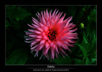 Dahlia