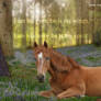 Horse in field Banner