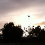 A Bird Flying Over the Sunset