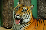 Indochinese Tiger by daikatana79