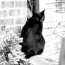 My Cat Hendrix