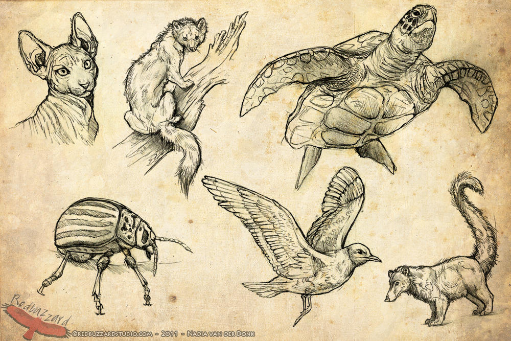Animal Sketches by RedbuzzarddArt on DeviantArt