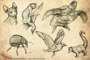 Animal Sketches