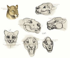 Lion skull study sketches