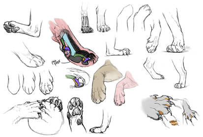 Feline paw studies