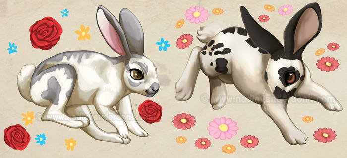 Rabbit Illustrations