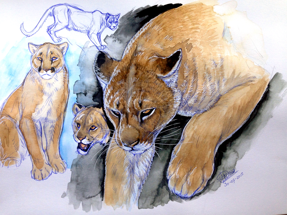 Watercolor- Cougar