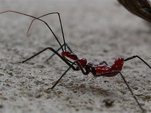 red bug 1 by sbmstars on DeviantArt