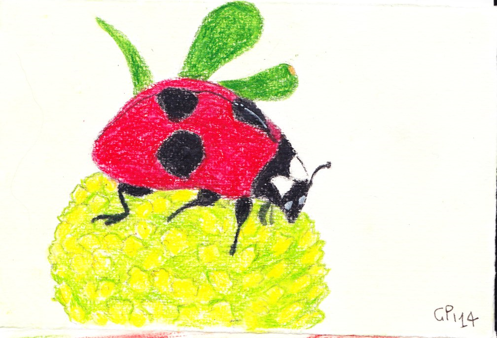 Card 01: Ladybug