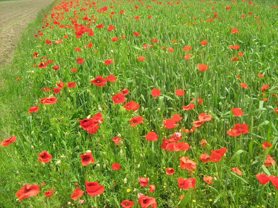 Rustins Poppy Poppy 1 by runawayson on DeviantArt