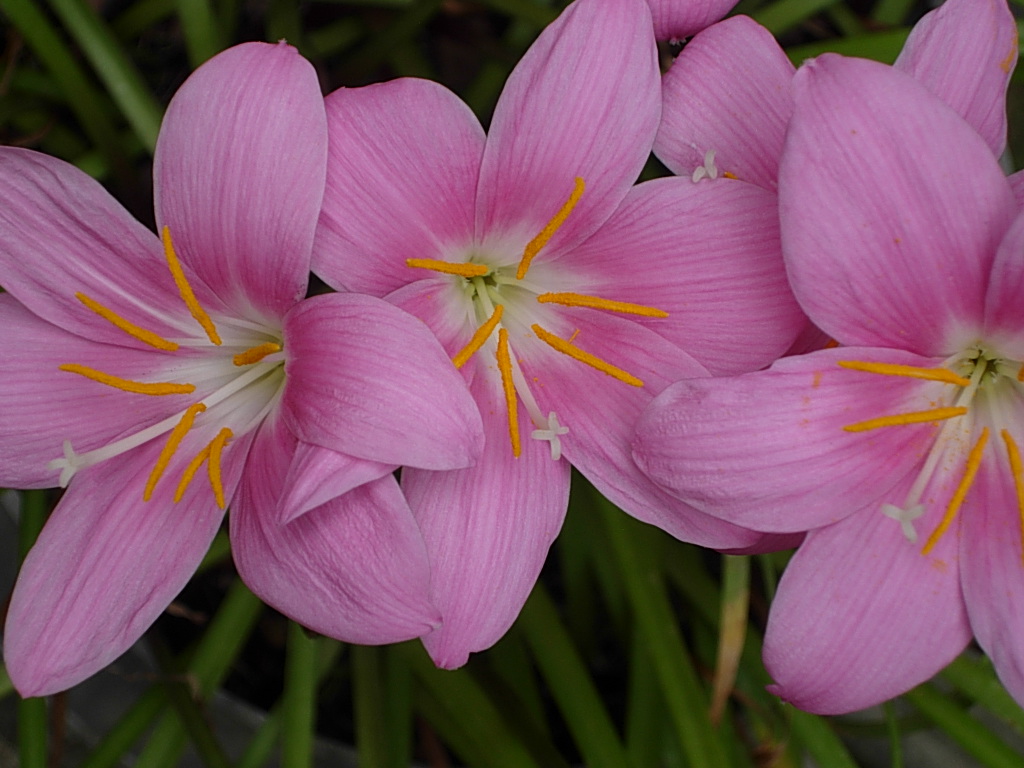 Flowers again