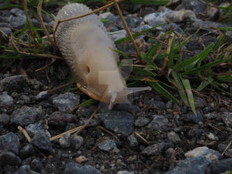 Pale snail
