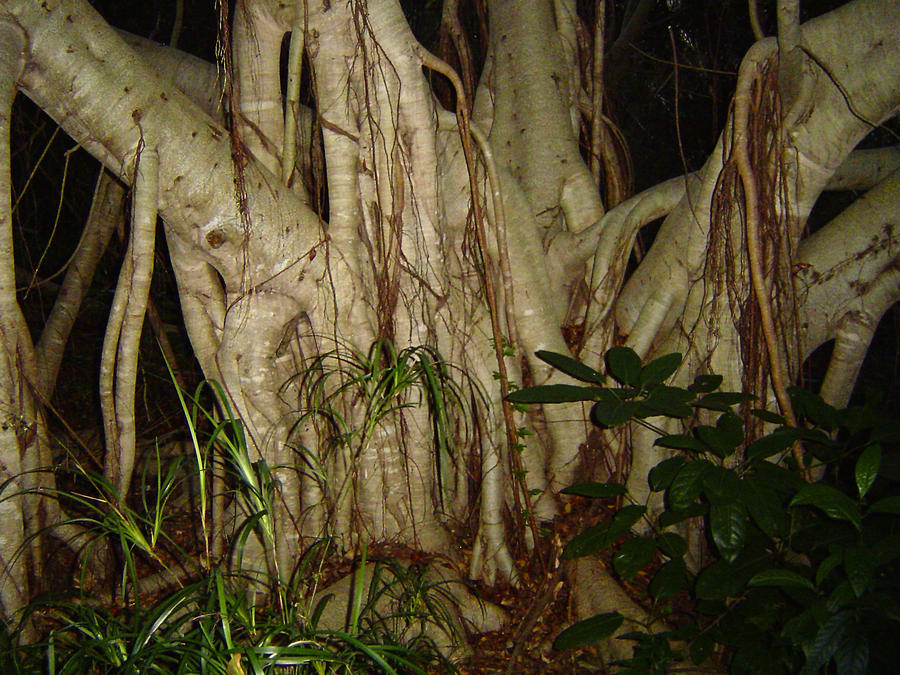 Strangler Fig by millhouse12 on DeviantArt