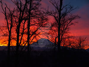 Mt. Rainier