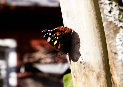 Swallowtail