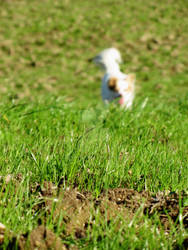 field + dog