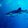 Whale Shark