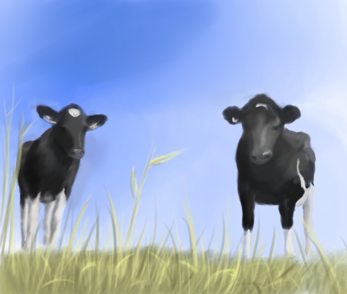 Cows