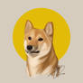 Shiba Inu