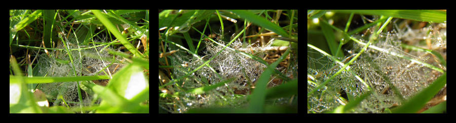 Cobwebs in the Grass