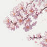 Cherry Blossom Tree Branches