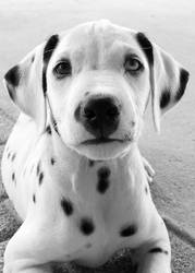 dalmatian. II.