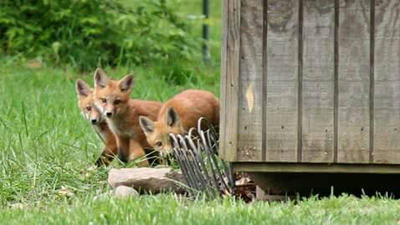 fox pup(s) 2