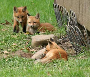 fox pups 3