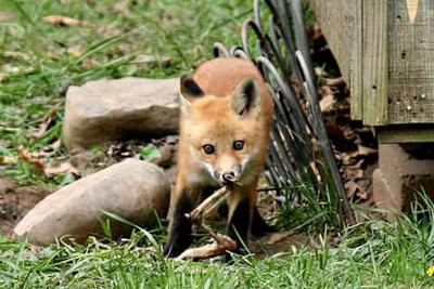 fox pup with rabbit leg