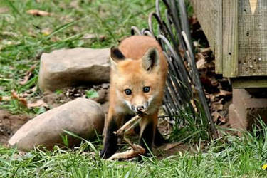 fox pup with rabbit leg