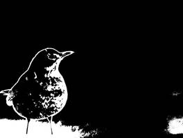 Blackbird in black and white