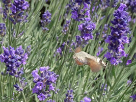 Hummingbird hawk-moth