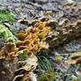 more fungi