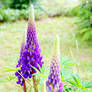 Lupine