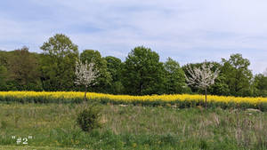 Yellow Ribbon