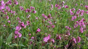 May Meadow