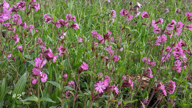 May Meadow