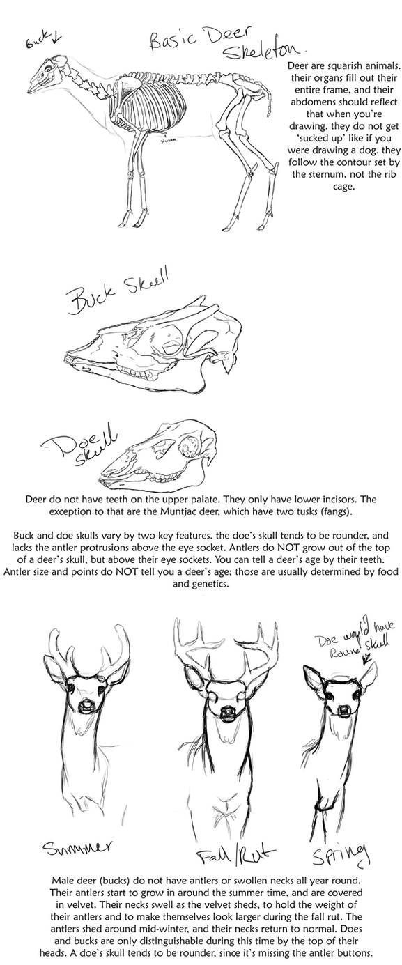 Basic Deer anatomy tutorial by creepygoth666 on DeviantArt