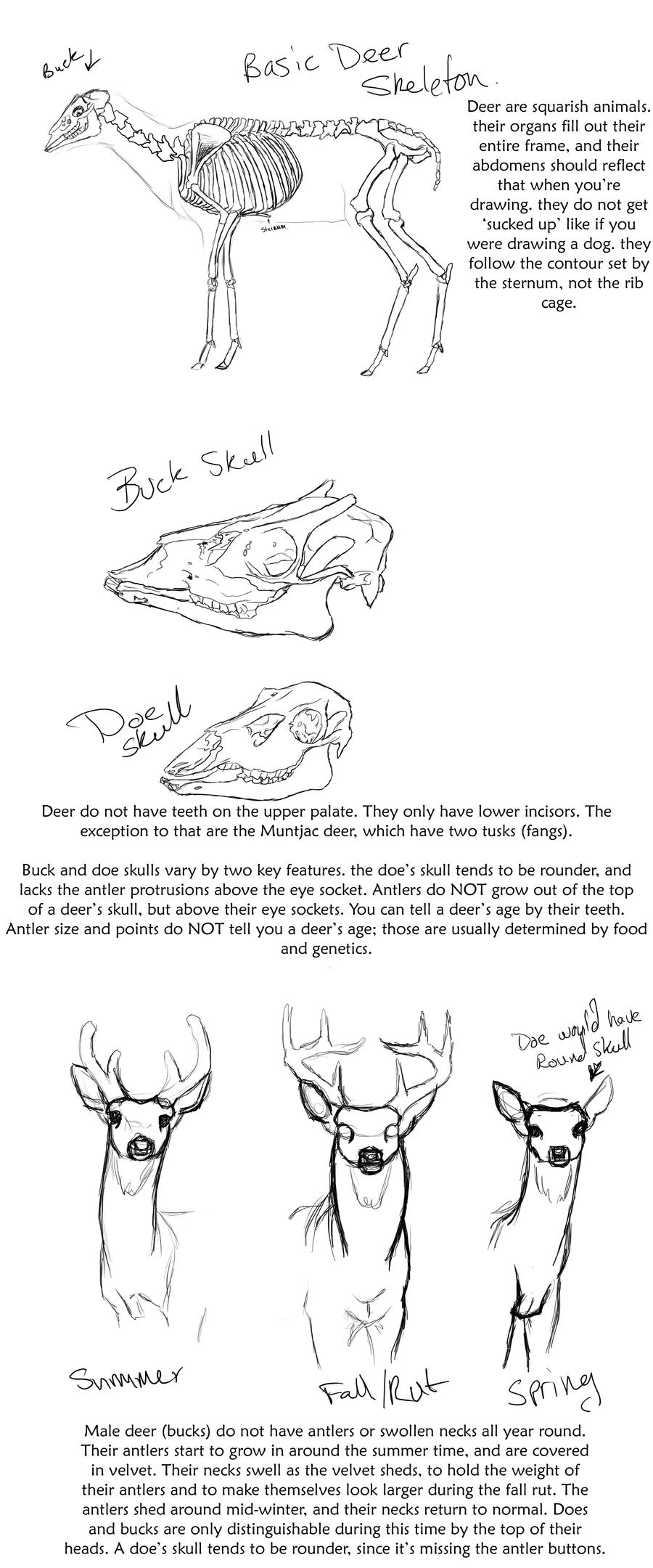 Basic Deer anatomy tutorial