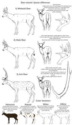 Basic Deer Species tutorial