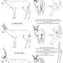 Basic Deer Species tutorial