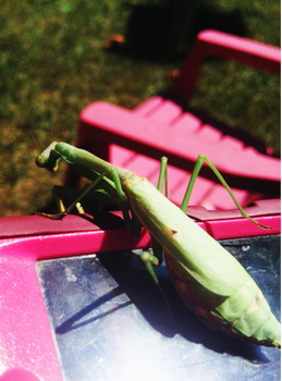 Photography-Praying Mantis