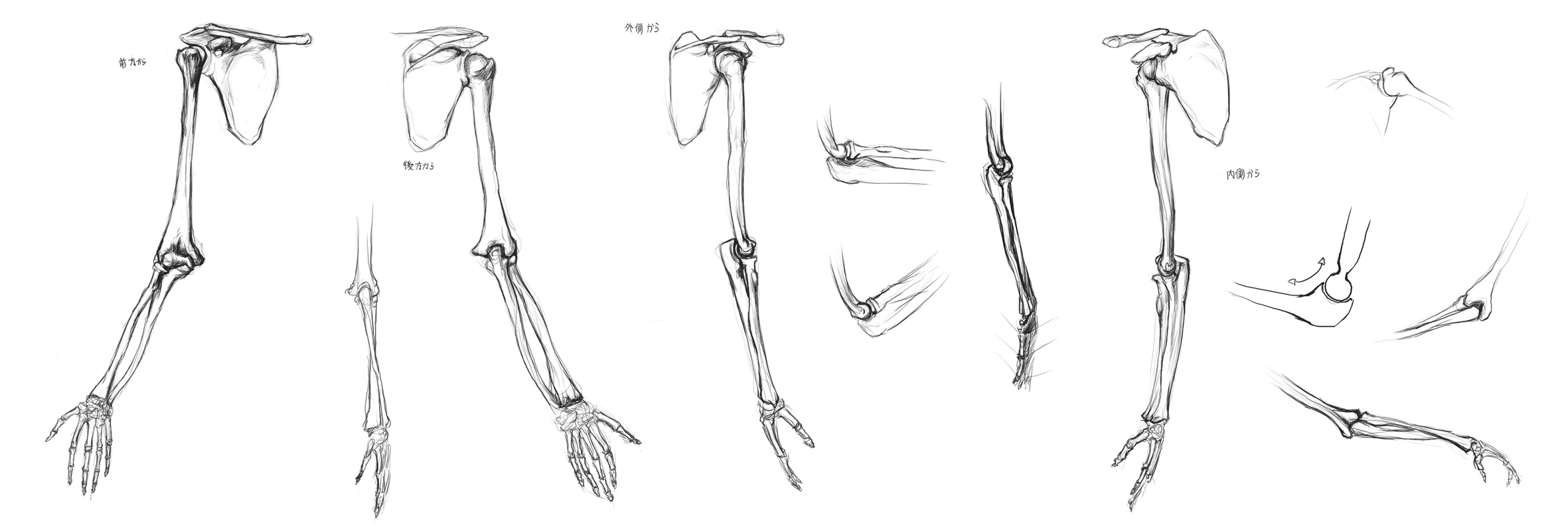 Anatomy Study - arm bones