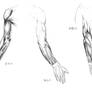 Anatomy Study - arm muscules